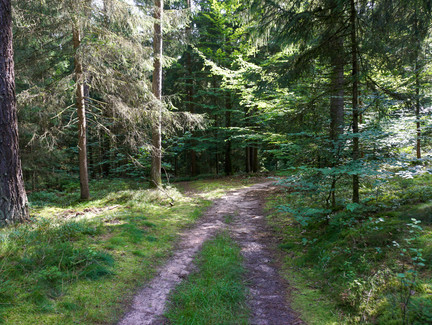 Waldweg am Muppberg