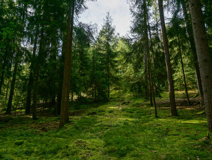 Schattiger Wald am Muppberg