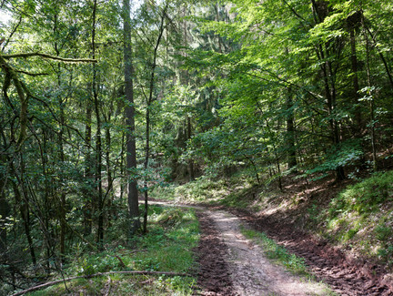 Waldweg am Muppberg