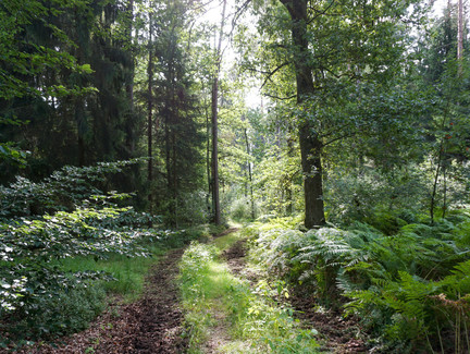Waldweg am Muppberg