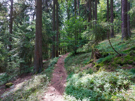 Waldpfad am Muppberg