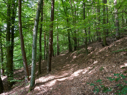 Waldpfad am Muppberg