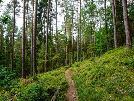 Waldpfad am Muppberg
