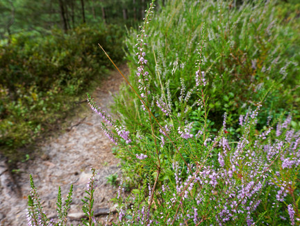 Wilder Erika am Muppberg