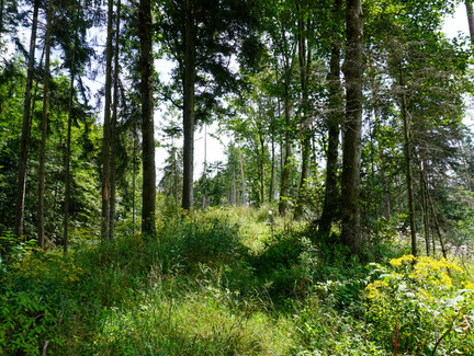 Unser Weg führt durch ein naturbelassenes Waldstück auf dem Wasunger Berg.