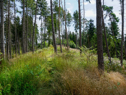 Unser Weg führt durch ein naturbelassenes Waldstück auf dem Wasunger Berg.