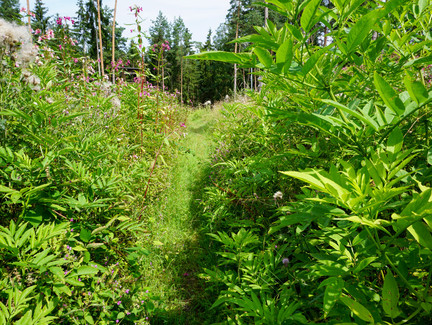 Unser Weg führt durch ein naturbelassenes Waldstück auf dem Wasunger Berg.
