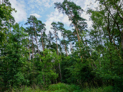 Wald am Wasunger Berg