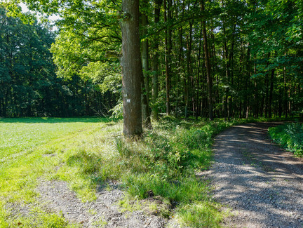 Unser Weg führt nach links, vom Forstweg weg.