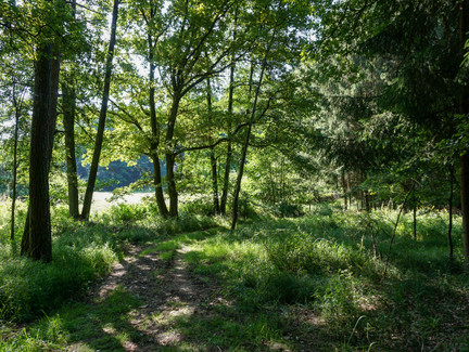 Waldstück auf dem Marktgraitzer Rundweg