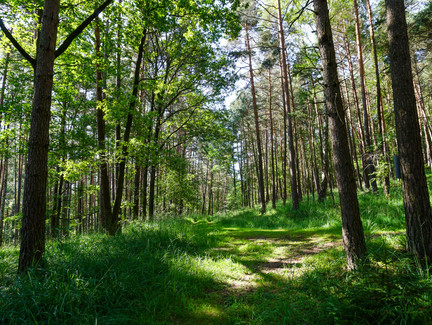 Waldstück auf dem Marktgraitzer Rundweg