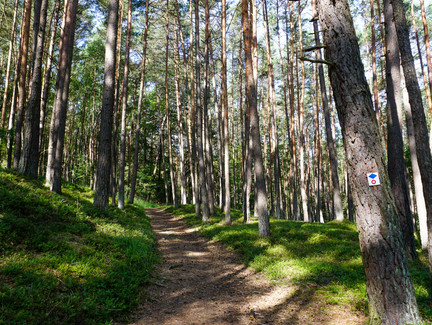 Waldstück auf dem Marktgraitzer Rundweg