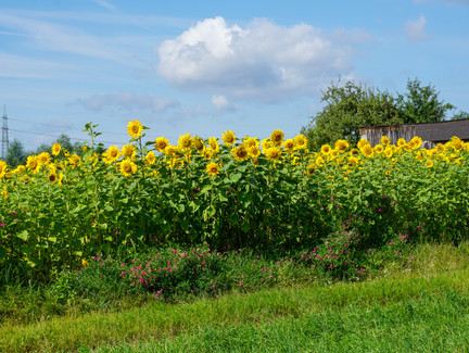 Sonnenblumenfeld Marktgraitz