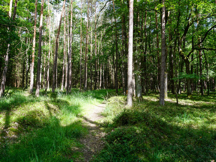 Waldstück auf dem Marktgraitzer Rundweg