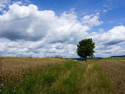 Getreidefelder kurz vor Schneckenlohe