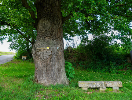 300-jährige Eiche in Untermerzbach