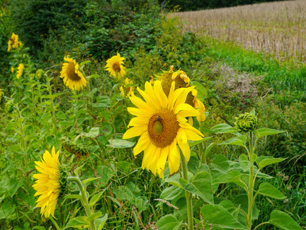 Sonnenblumenfeld am Wegesrand