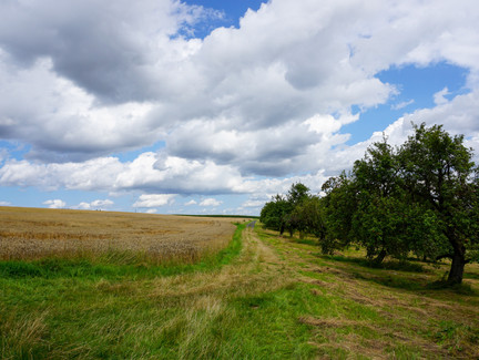Unser Weg führt rechter Hand zwischen Getreide und Obstbäumen hindurch.