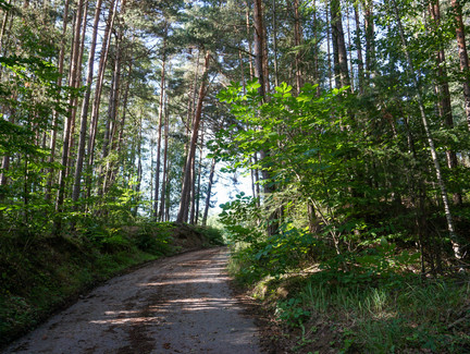 Durch den Wald geht es bergauf.