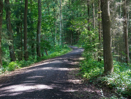 Waldweg in der Einberger Schweiz