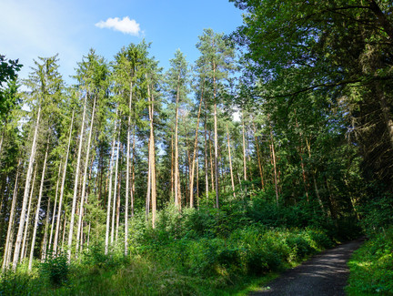 Waldweg in der Einberger Schweiz