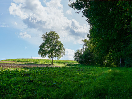 Kurz vor Thierach endet der Wald.