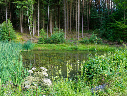 Kleiner Teich nahe der Saulochklamm