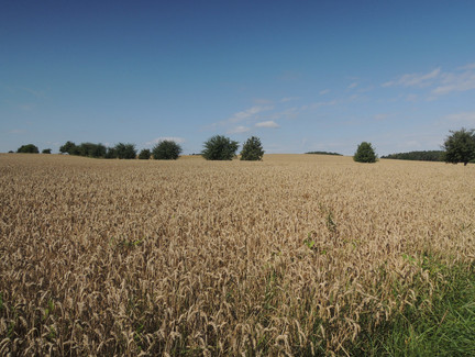 Weizenfelder auf dem Weg nach Oberfüllbach