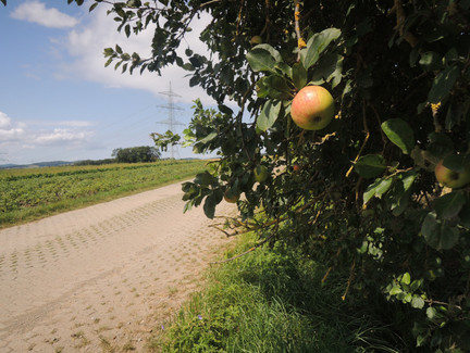 Am Wegesrand finden wir zahlreiche Apfelbäume vor.