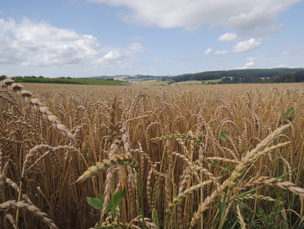 Wir kommen an weitreichenden Weizenfeldern vorbei.