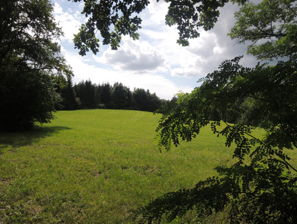 Blick auf die satten Wiesen am Waldweg