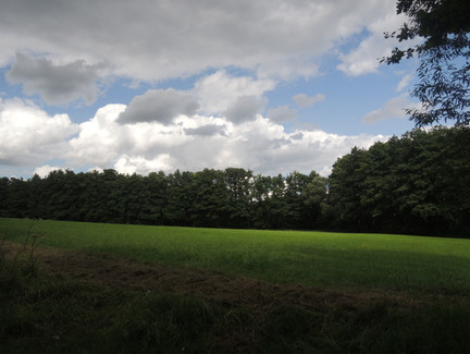Wir blicken auf den umliegenden Wald.
