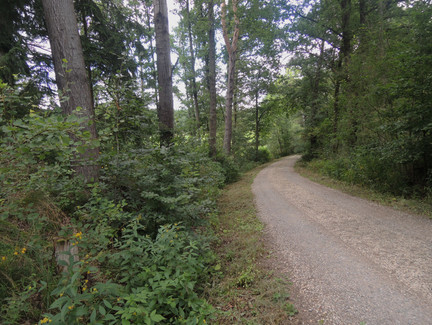 Der Waldweg führt uns in Richtung Göritzenquelle.