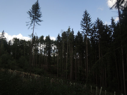 Waldlandschaft im Coburger Land