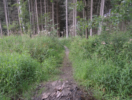 Der schmale Waldpfad führt uns zur Göritzenquelle.