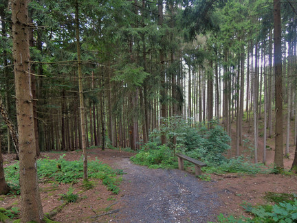 Weg durch den Wald zur Göritzenquelle