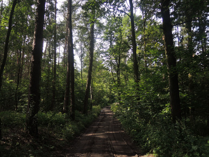 Auf dem Waldweg zum Grüber Stein