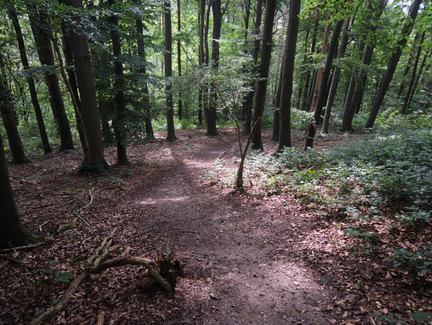 Waldpfad in Richtung Creidlitz