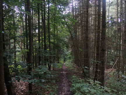 Waldpfad auf dem Rundweg Gr 6