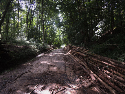 Auf dem Weg nach Grub am Forst
