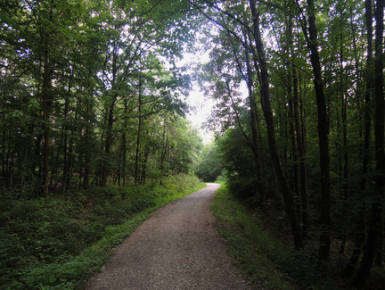 Durch den Wald gehen wir zurück nach Grub am Forst.
