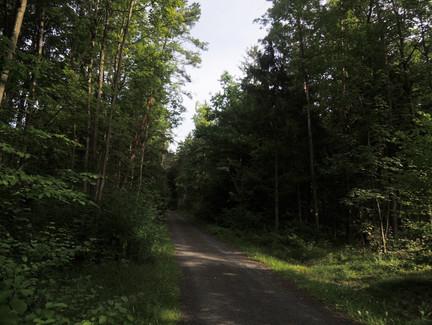 Auf dem Waldweg bei Oberlauter