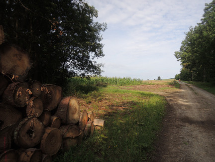 Der Weg führt am Waldrand entlang.