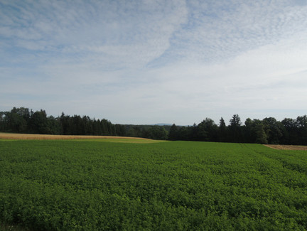 Blick auf den umliegenden Wald