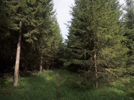 Zwischen den Bäumen geht es auf dem Waldpfad entlang.