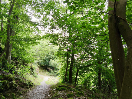 Liebesschlucht Rundwanderweg Zell (Mosel)