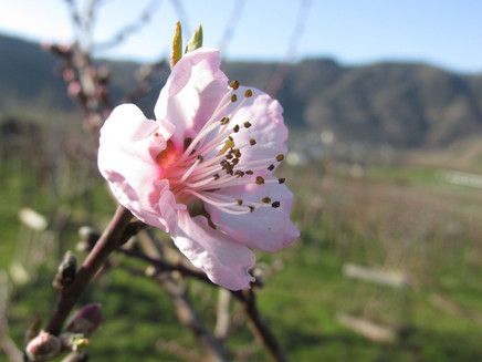 Auf dem Bild sieht man die Pfirsichblüte
