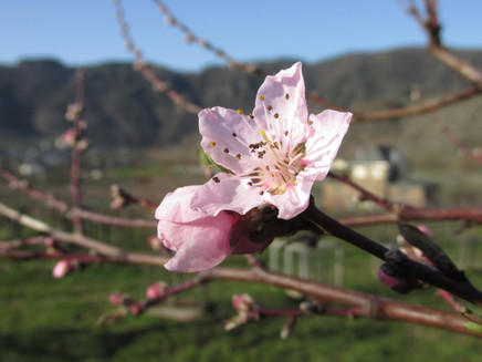 Pfirsichblüte