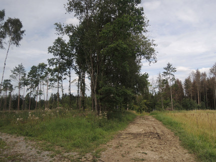 Der Weg führt uns von der Alexandrinenhütte in Richtung Rottenbach.