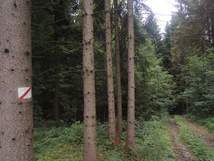 Der Wegweiser zeigt uns den richtigen Weg.